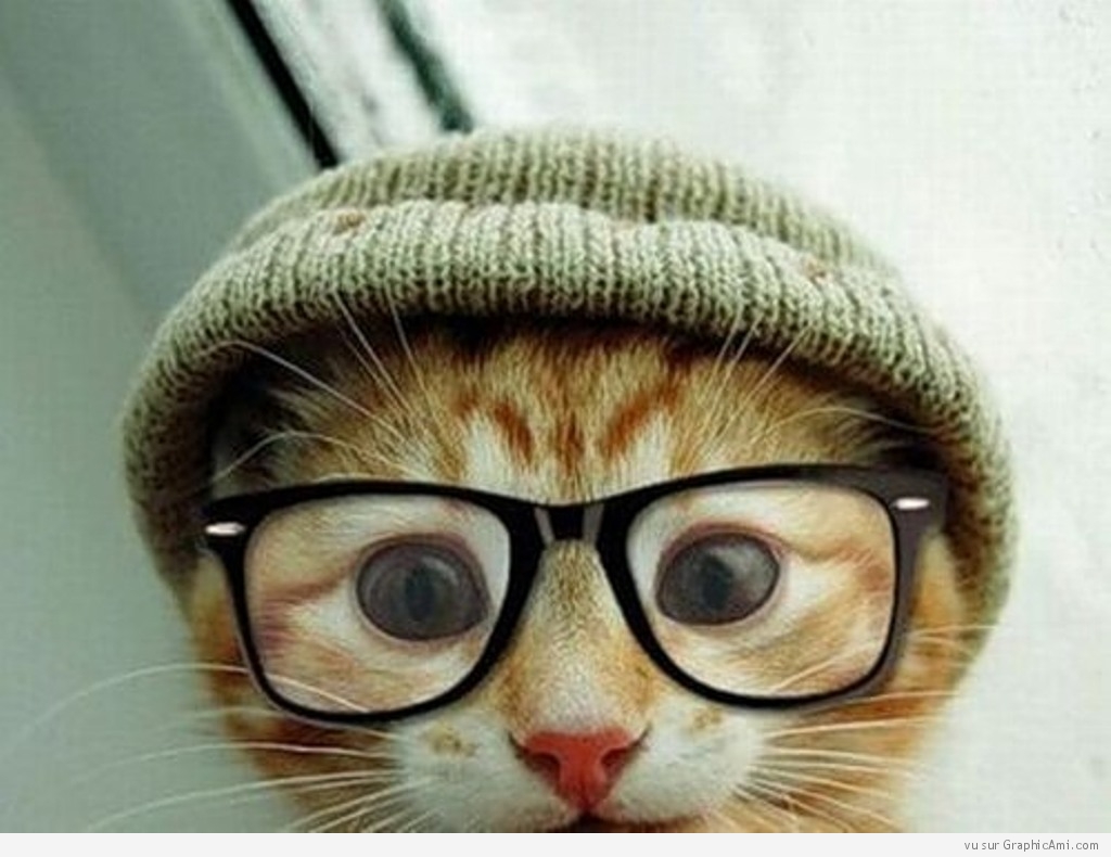Chat bonnet lunettes